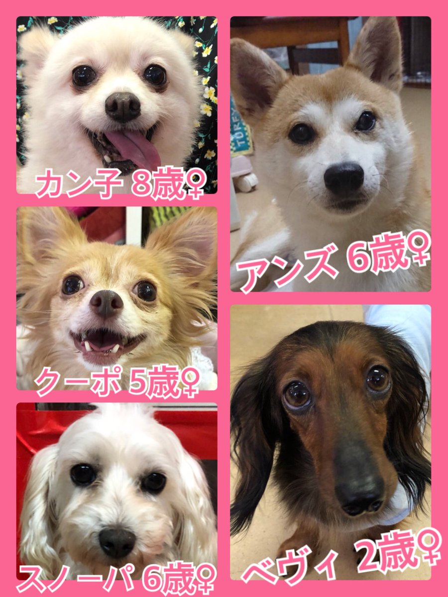 🐾今日の里親様募集中ワンコ🐶メンバーです🐾2019,8,26